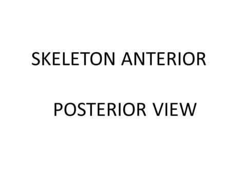 POSTERIOR VIEW SKELETON ANTERIOR.