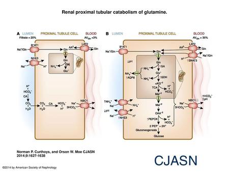 Renal proximal tubular catabolism of glutamine.