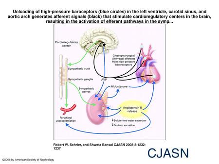 Unloading of high-pressure baroceptors (blue circles) in the left ventricle, carotid sinus, and aortic arch generates afferent signals (black) that stimulate.