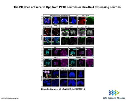 The PG does not receive Dpp from PTTH neurons or elav-Gal4 expressing neurons. The PG does not receive Dpp from PTTH neurons or elav-Gal4 expressing neurons.