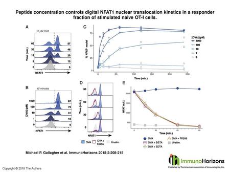 Peptide concentration controls digital NFAT1 nuclear translocation kinetics in a responder fraction of stimulated naive OT-I cells. Peptide concentration.