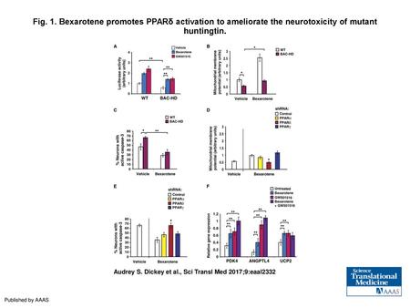 Fig. 1. Bexarotene promotes PPARδ activation to ameliorate the neurotoxicity of mutant huntingtin. Bexarotene promotes PPARδ activation to ameliorate the.