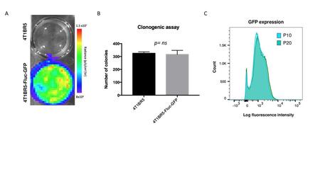 A B C p= ns 4T1BR5 GFP expression P10 P20 4T1BR5-Fluc-GFP Count