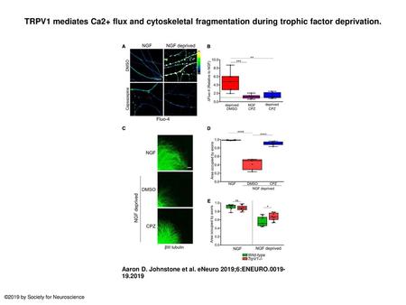 TRPV1 mediates Ca2+ flux and cytoskeletal fragmentation during trophic factor deprivation. TRPV1 mediates Ca2+ flux and cytoskeletal fragmentation during.