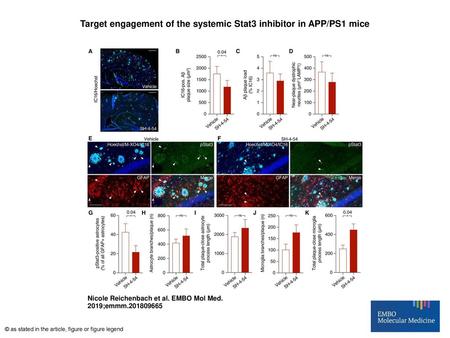 Target engagement of the systemic Stat3 inhibitor in APP/PS1 mice