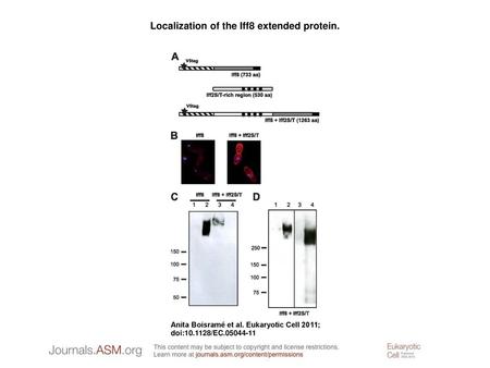 Localization of the Iff8 extended protein.