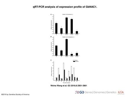 qRT-PCR analysis of expression profile of GbNAC1.