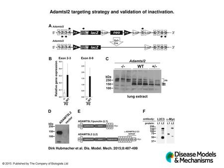 Adamtsl2 targeting strategy and validation of inactivation.