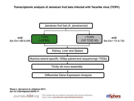 Transcriptomic analysis of Jamaican fruit bats infected with Tacaribe virus (TCRV). Transcriptomic analysis of Jamaican fruit bats infected with Tacaribe.