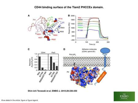 CD44 binding surface of the Tiam2 PHCCEx domain.