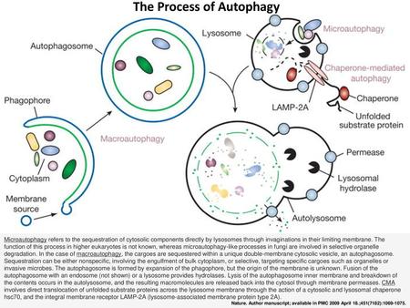 The Process of Autophagy