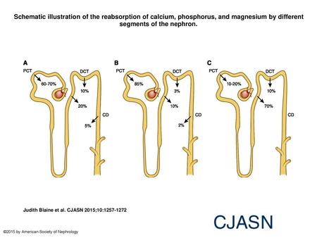 Schematic illustration of the reabsorption of calcium, phosphorus, and magnesium by different segments of the nephron. Schematic illustration of the reabsorption.