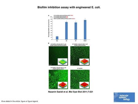 Biofilm inhibition assay with engineered E. coli.