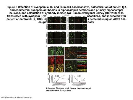 Figure 3 Detection of synapsin Ia, Ib, and IIa in cell-based assays, colocalization of patient IgA and commercial synapsin antibodies in hippocampus sections.