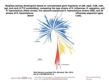 Neighbor-joining dendrogram based on concatenated gene fragments of adk, atpG, frdB, mdh, pgi, and recA (2,712 nucleotides), comparing the type strains.