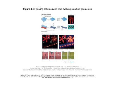 Figure 4 4D printing schemes and time-evolving structure geometries