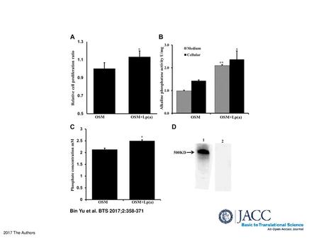 Effects of Lp(a) Treatment on HAVICs HAVICs were incubated in OSM in the presence or absence of 50 μg/ml purified Lp(a) (Athens Research & Technology,