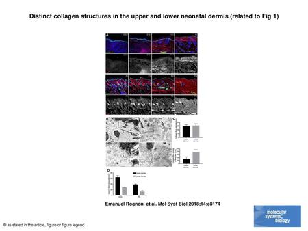 Distinct collagen structures in the upper and lower neonatal dermis (related to Fig 1)‏ Distinct collagen structures in the upper and lower neonatal dermis.