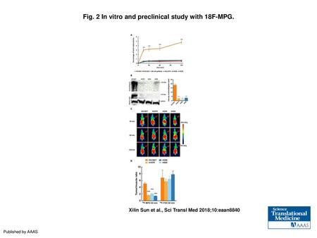 Fig. 2 In vitro and preclinical study with 18F-MPG.