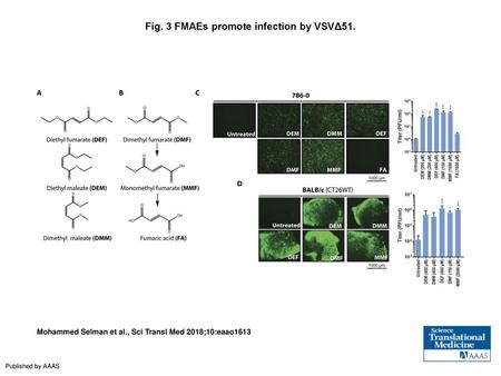 Fig. 3 FMAEs promote infection by VSVΔ51.