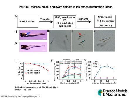 Postural, morphological and swim defects in Mn-exposed zebrafish larvae. Postural, morphological and swim defects in Mn-exposed zebrafish larvae. (A) Scheme.