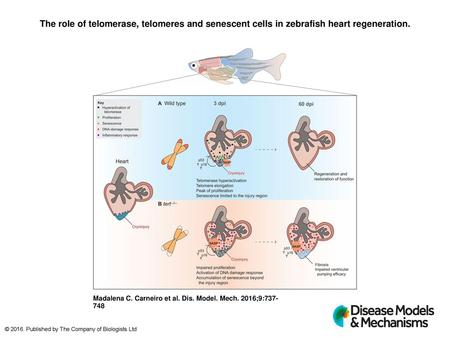 The role of telomerase, telomeres and senescent cells in zebrafish heart regeneration. The role of telomerase, telomeres and senescent cells in zebrafish.