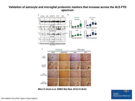 Validation of astrocyte and microglial proteomic markers that increase across the ALS‐FTD spectrum Validation of astrocyte and microglial proteomic markers.