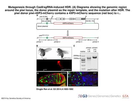 Mutagenesis through Cas9/sgRNA-induced HDR