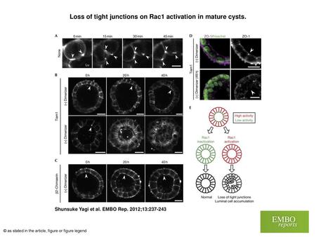 Loss of tight junctions on Rac1 activation in mature cysts.