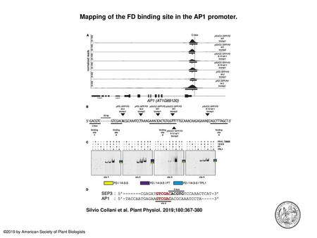 Mapping of the FD binding site in the AP1 promoter.