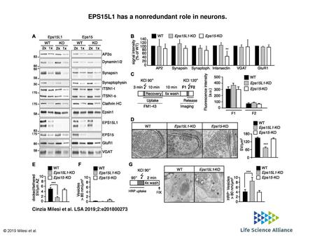 EPS15L1 has a nonredundant role in neurons.