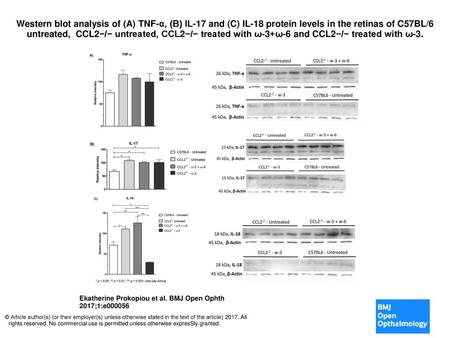 Western blot analysis of (A) TNF-α, (B) IL-17 and (C) IL-18 protein levels in the retinas of C57BL/6 untreated,  CCL2−/− untreated, CCL2−/− treated with.