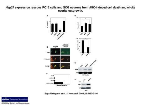 Hsp27 expression rescues PC12 cells and SCG neurons from JNK-induced cell death and elicits neurite outgrowth. Hsp27 expression rescues PC12 cells and.