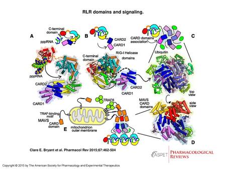 RLR domains and signaling.