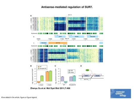 Antisense‐mediated regulation of SUR7.