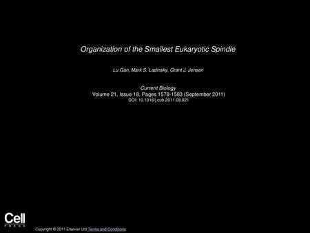 Organization of the Smallest Eukaryotic Spindle