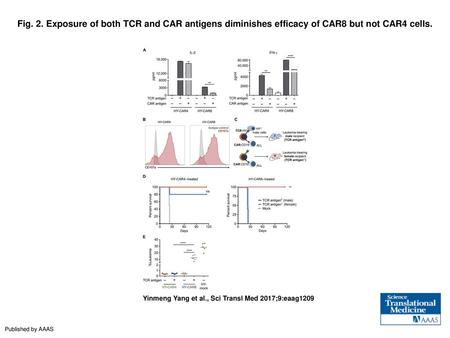 Fig. 2. Exposure of both TCR and CAR antigens diminishes efficacy of CAR8 but not CAR4 cells. Exposure of both TCR and CAR antigens diminishes efficacy.