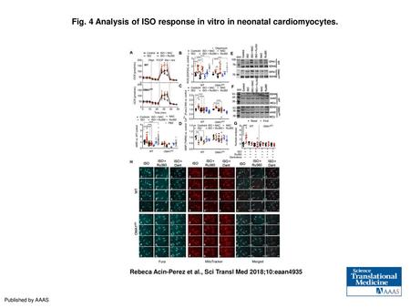 Fig. 4 Analysis of ISO response in vitro in neonatal cardiomyocytes.