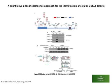 A quantitative phosphoproteomic approach for the identification of cellular CDKL5 targets A quantitative phosphoproteomic approach for the identification.