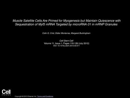 Muscle Satellite Cells Are Primed for Myogenesis but Maintain Quiescence with Sequestration of Myf5 mRNA Targeted by microRNA-31 in mRNP Granules  Colin G.