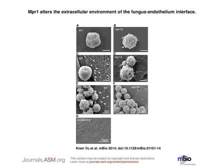 Mpr1 alters the extracellular environment of the fungus-endothelium interface. Mpr1 alters the extracellular environment of the fungus-endothelium interface.