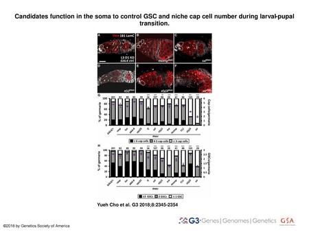 Candidates function in the soma to control GSC and niche cap cell number during larval-pupal transition. Candidates function in the soma to control GSC.