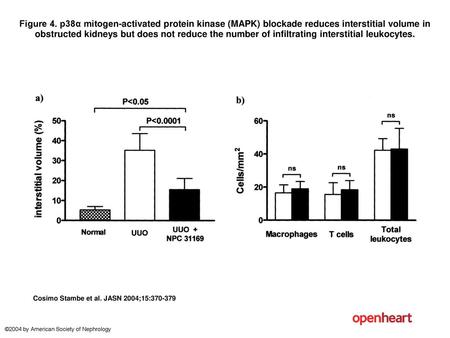 Figure 4. p38α mitogen-activated protein kinase (MAPK) blockade reduces interstitial volume in obstructed kidneys but does not reduce the number of infiltrating.