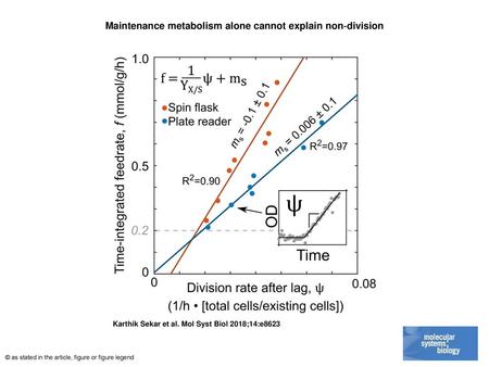 Maintenance metabolism alone cannot explain non‐division