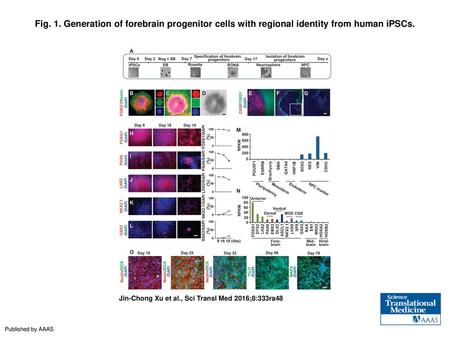 Fig. 1. Generation of forebrain progenitor cells with regional identity from human iPSCs. Generation of forebrain progenitor cells with regional identity.