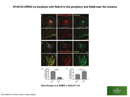 R1441G‐LRRK2 co‐localizes with Rab10 in the periphery and Rab8 near the nucleus R1441G‐LRRK2 co‐localizes with Rab10 in the periphery and Rab8 near the.