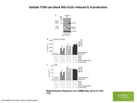 Soluble TLR4 can block Ni2+/Co2+‐induced IL‐8 production.