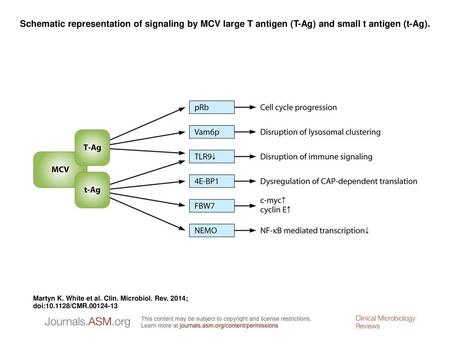 Schematic representation of signaling by MCV large T antigen (T-Ag) and small t antigen (t-Ag). Schematic representation of signaling by MCV large T antigen.