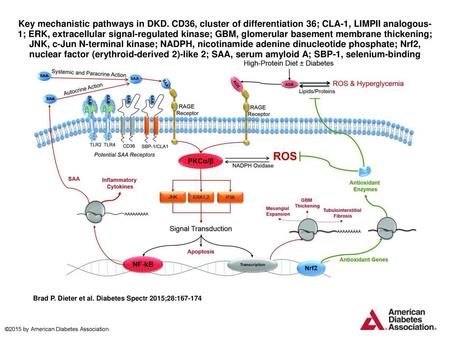 Key mechanistic pathways in DKD