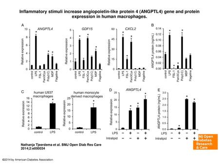 Inflammatory stimuli increase angiopoietin-like protein 4 (ANGPTL4) gene and protein expression in human macrophages. Inflammatory stimuli increase angiopoietin-like.